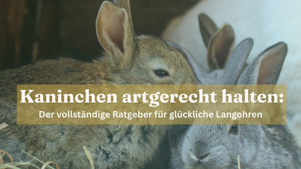 Kaninchen artgerecht halten Ratgeber 2026 sonilo.shop