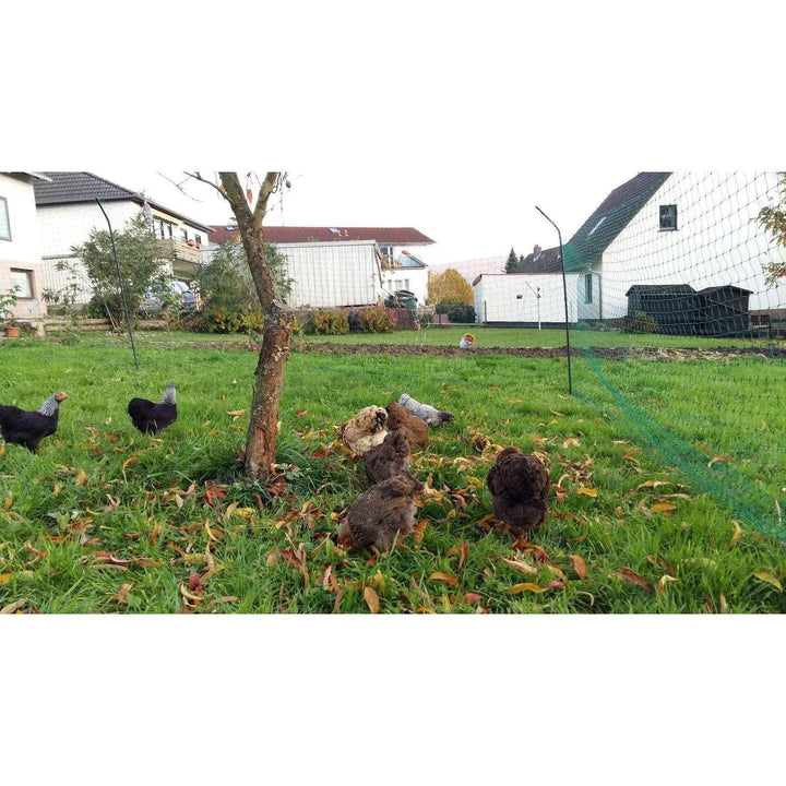 Clôture avec poules