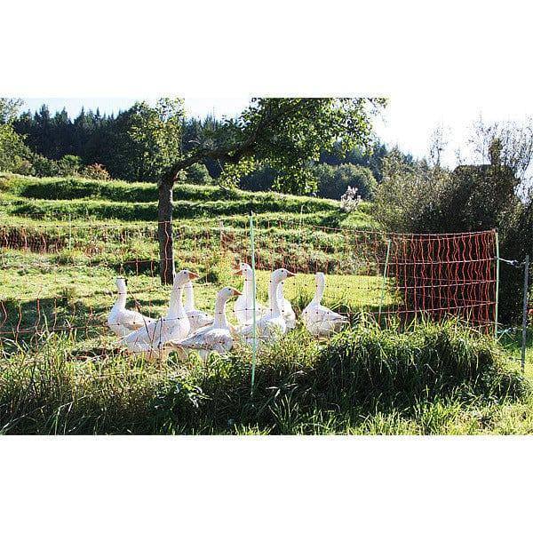 Clôture pour poules avec oies