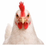 Huhn