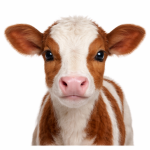 Kalb