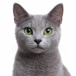 Katze