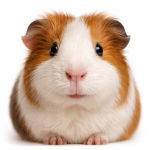 Meerschweinchen