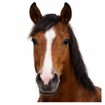 Pferd