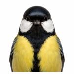 Vogel